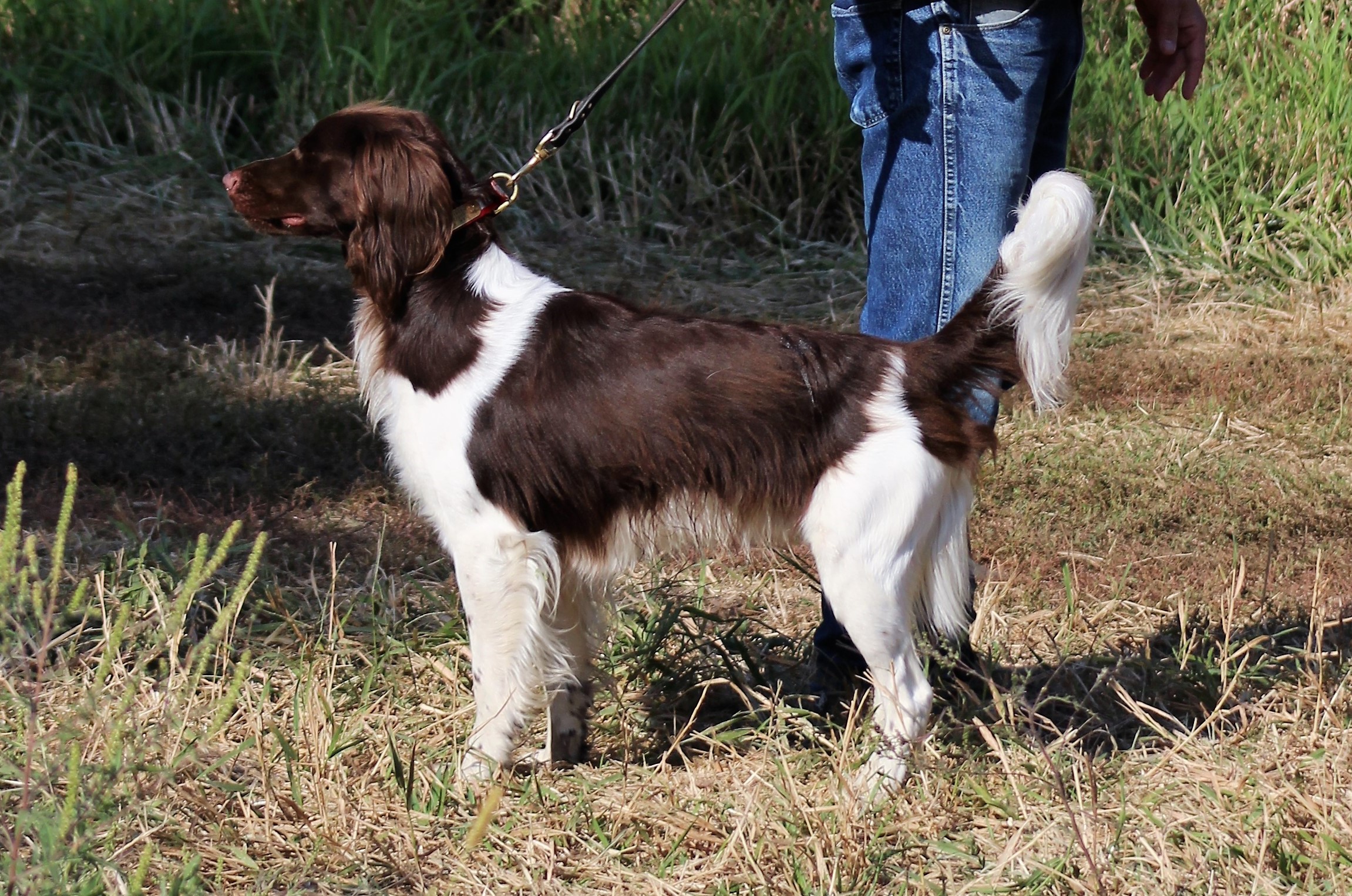 Kleine (Small) Munsterlander Puppies and Dogs for Sale