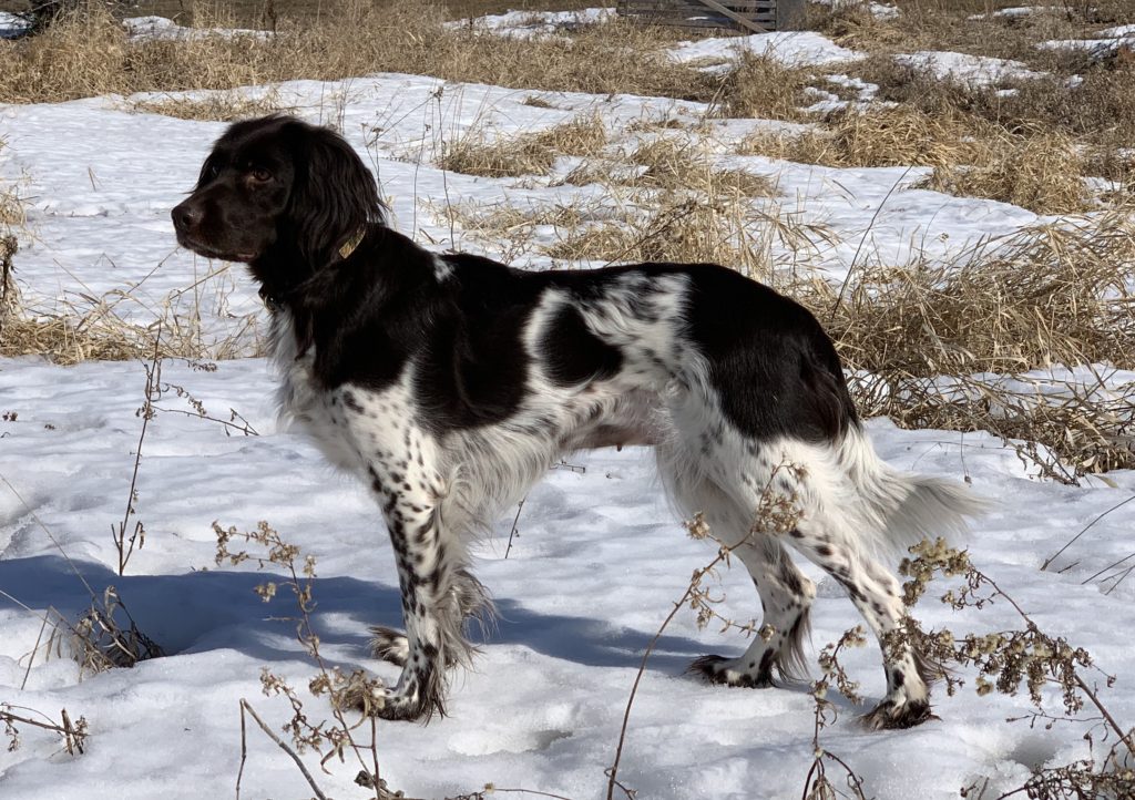 Kleine (Small) Munsterlander Puppies and Dogs for Sale Kleine