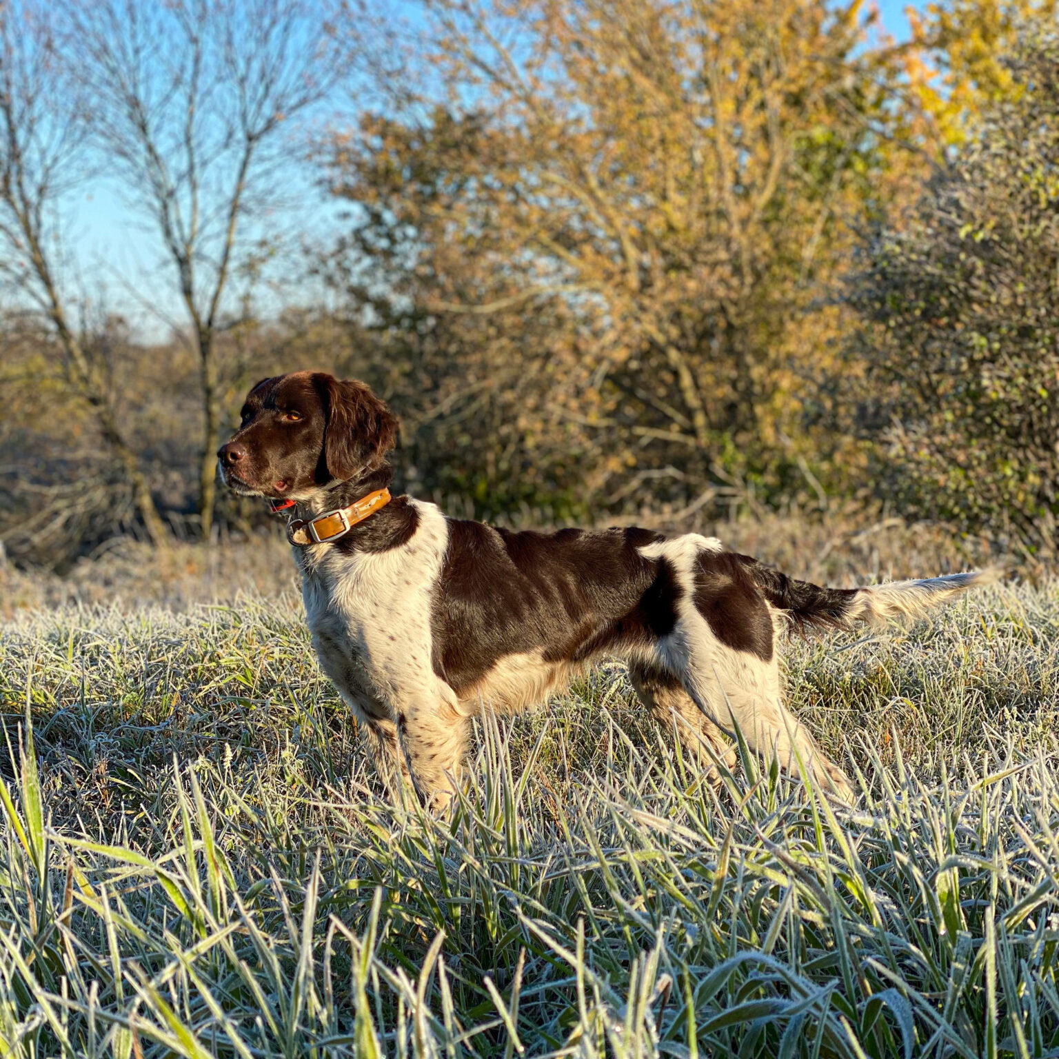 Kleine (Small) Munsterlander Puppies and Dogs for Sale Kleine