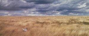 South Dakota Pheasant & Sharp-tailed Grouse Hunt: November 3rd – 6th @ Ramkota Hotel